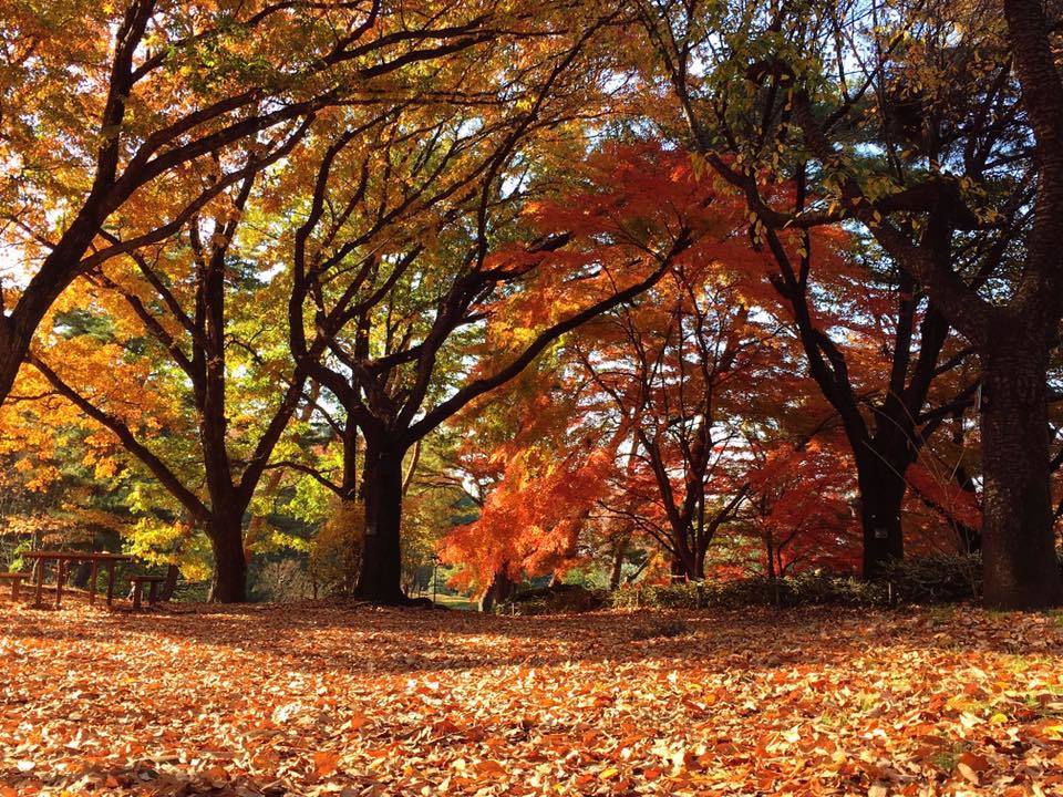 神代植物公園の紅葉を見てきました ランタナのつぶやき玉手箱